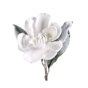 Snow Magnolia Stem